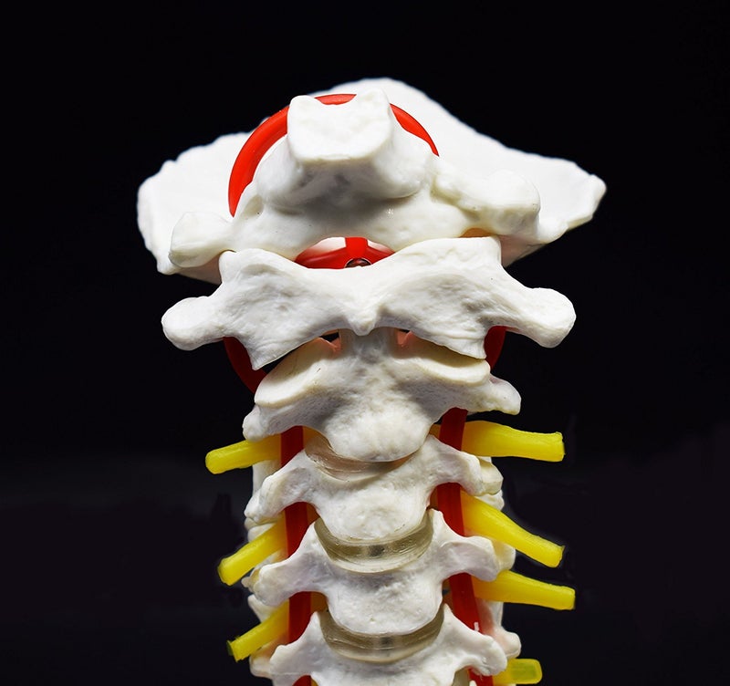 XINDAM Cervical Vertebra Arteria Spine Spinal Nerves Anatomical Model Anatomy for Science Classroom Study Display Teaching Medical Model - Image 4
